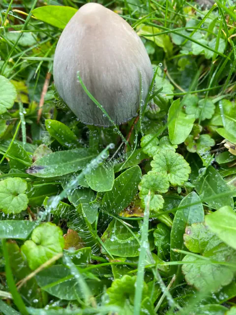 Grå blekksopp står blant vått gress og små, grønne blader, med en lukket, eggformet hatt som er lys øverst og grå nederst.