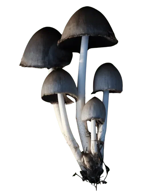 En klynge grå blekksopp med mørke, klokkeformede hatter, svarte hattkanter og lange, lyse stilker.