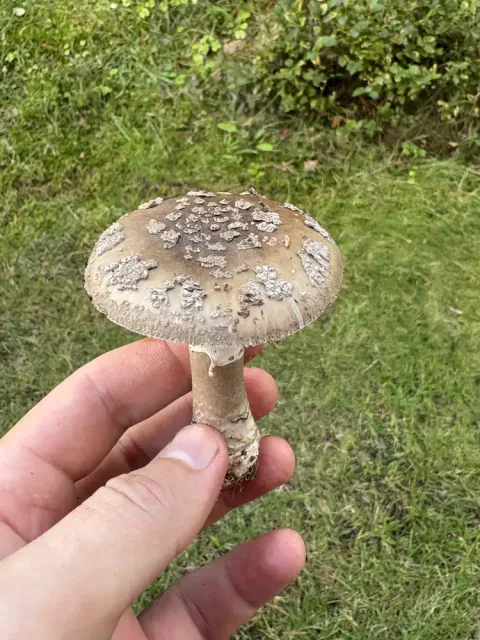 Grå fluesopp holdt ovenfra med gråbrun hatt og uregelmessige grå velumrester.