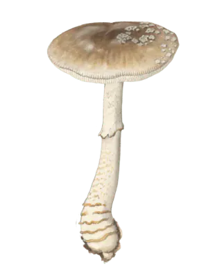 Illustrasjon av grå fluesopp med gråbrun hatt og lyse flak, slank stilk med hengende ring og flere belter ved basis.