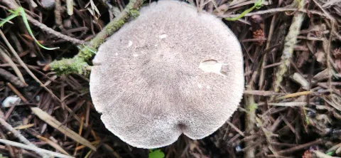 Nærbilde ovenfra av en sopp i grå jordmusserong-gruppen, med fint fibret gråbrun hatt og små lyse skader blant kvister og barnåler.