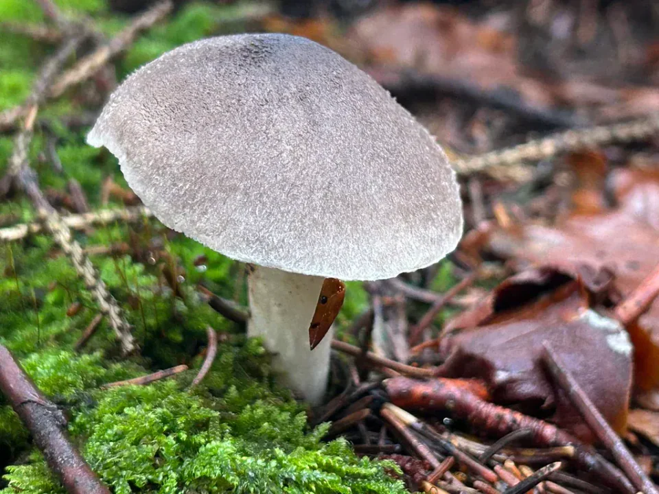 Sopp i grå jordmusserong-gruppen med fint skjellet, grå hatt og hvit stilk, omgitt av grønn mose og brune blader.