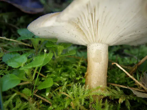 Grå knippesopp sett tett på fra siden i grønn mose, med tettstilte kremhvite skiver, bølgete hattkant og kraftig beige stilk.