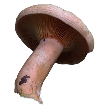 Frilagt granmatriske sett skrått nedenfra, med brunoransje skiver og en buet, lys oransje stilk med mørke flekker.