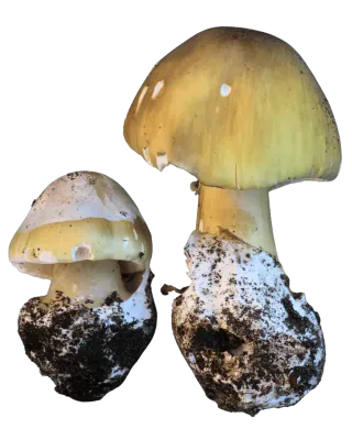 To grønne fluesopper med gulgrønne hatter og hvite hylstre rundt de jorddekte stilkbasene, vist i ulik størrelse.