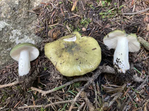 Tre grønnkremler på barnåldekket mark ved en stein, med gulgrønne hatter, hvite stilker og lyse skiver vist fra ulike vinkler.