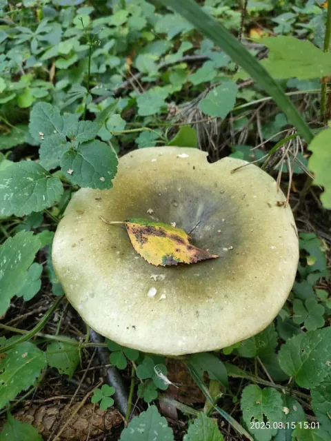 Grønnkremle sett ovenfra blant grønne planter, med blek gulgrønn hatt, mørkere fordypning og et lite blad midt i hatten.