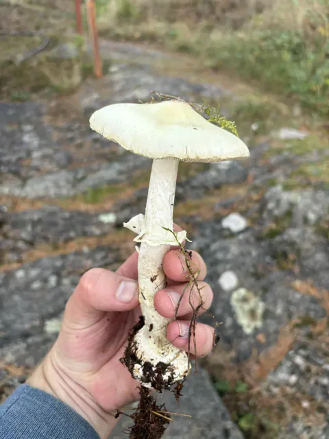 Gul fluesopp holdt opp med lysegul hatt, hvit stilk, ring og oppgravd knoll.