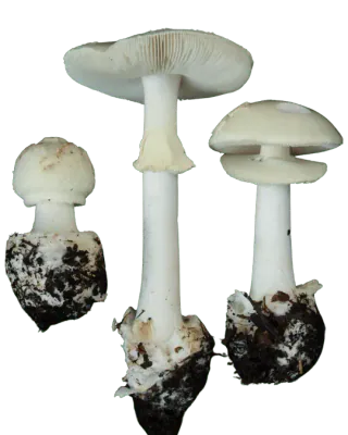 Tre gule fluesopper med bleke hatter og hvite stilker; den høyeste viser lyse skiver og en hengende ring.