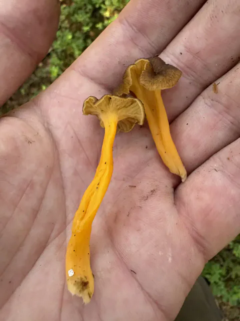 To små eksemplarer av gul trompetsopp i en håndflate, med lange guloransje stilker og små, bølgete brune hatter.