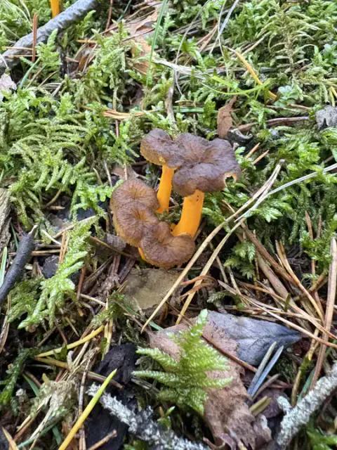 Gul trompetsopp vokser i en liten gruppe blant mose og barnåler, med brune, bølgete hatter og oransjegule stilker.