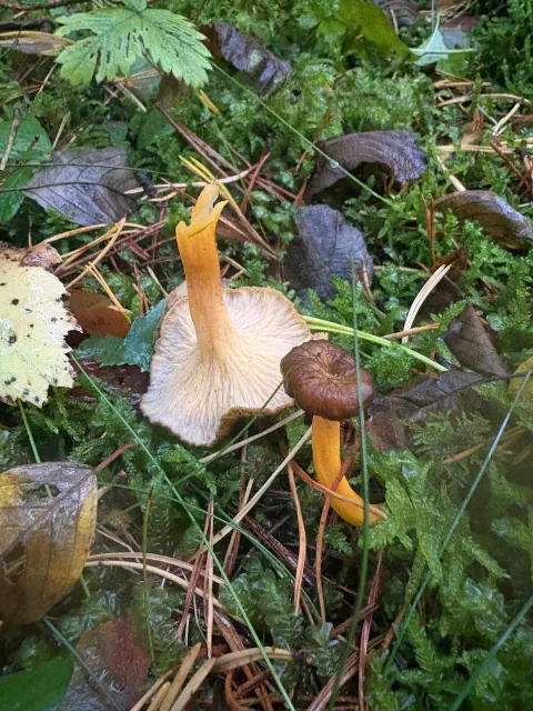 Gul trompetsopp på mose og løv, én med lys, rynkete underside og avbrukket oransje stilk, og én med brun hatt.