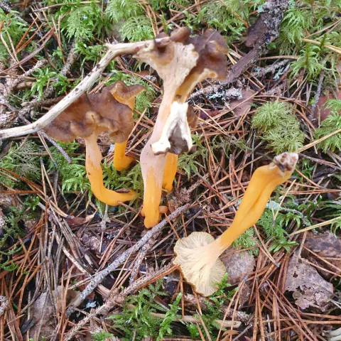 En gruppe gule trompetsopper mellom mose og skogstrø med brune hatter og oransje stilker.
