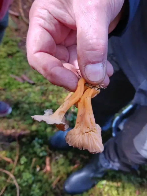 Gul trompetsopp holdt fra siden med lys, svakt rynket underside og kraftig guloransje stilk.