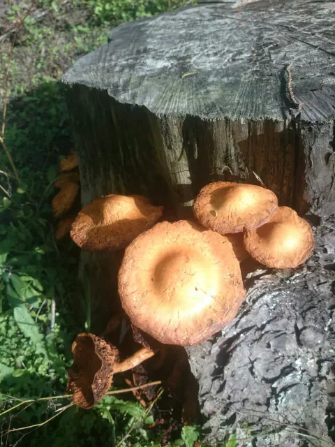 Gullbittersopper på siden av en mosekledd stubbe, med runde, oransjebrune hatter belyst av sollys.