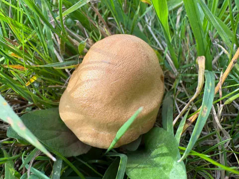 Ung gullskjellsopp i gress med eggformet gyllen hatt dekket av fint grynete belegg.