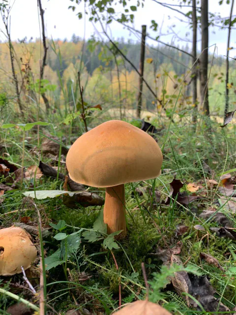 Gullskjellsopp på skogkant med glatt gyllen hatt og kraftig gulbrun stilk.