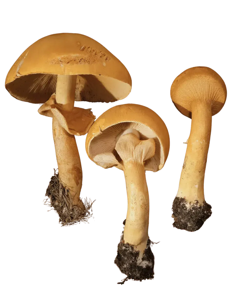 Tre gullskjellsopper med gulbrune hatter og gule stilker, vist fra siden og nedenfra med skiver og hengende ringer.