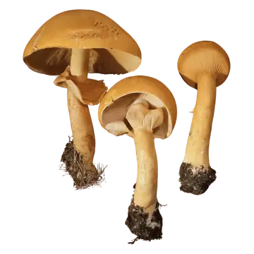 Tre gullskjellsopper med gulbrune hatter og gule stilker, vist fra siden og nedenfra med skiver og hengende ringer.