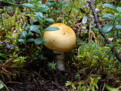 Gulrød kremle med avrundet, guloransje hatt vokser i grønn mose mellom lave planter med blanke grønne blader.