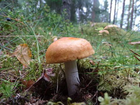 Gulrød kremle med avrundet oransjebrun hatt og kraftig, lys stilk i mose og gress, med trestammer i bakgrunnen.