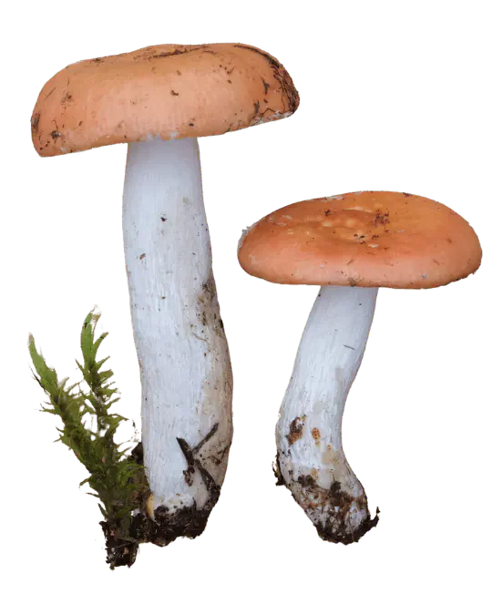 Illustrasjon av to gulrøde kremler med oransjebrune, svakt hvelvede hatter og lange hvite stilker med jord ved basis.