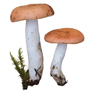 Illustrasjon av to gulrøde kremler med oransjebrune, svakt hvelvede hatter og lange hvite stilker med jord ved basis.