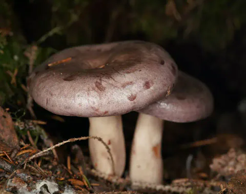 To hulrisker står tett på mørk skogbunn, med brede, gråfiolette hatter med nedsenket midte og kraftige, lyse stilker.