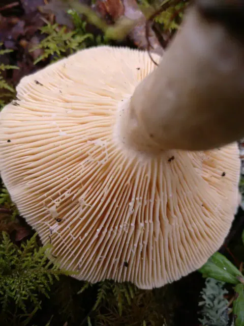 Nærbilde av hulriskens underside over skogbunnen, med tette, kremgule skiver som løper ned mot den lyse stilken.