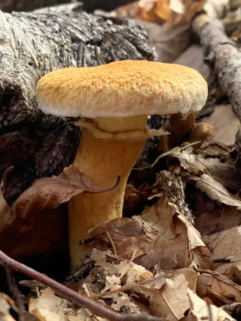Hulrørsopp står ved treverk blant tørre blader, med rund, gulbrun, skjellet hatt og brun stilk med en lys ring under hatten.