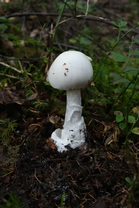 Hvit fluesopp som ungt eksemplar med rund hvit hatt og kraftig slire ved basis.