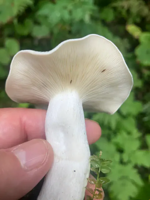 Hvit knippesopp holdt mellom fingrene, sett nedenfra med tette, kremhvite skiver, bølget hattkant og kraftig, hvit stilk.