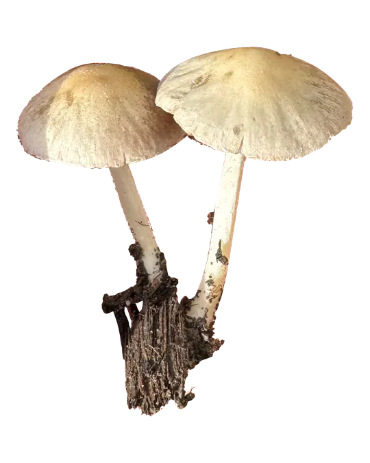 To frilagte hvite sprøsopper med beige, hvelvede hatter, lyse, tynne stilker og en trebit festet ved basis.