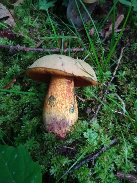 Ildrørsopp i mose med lys brun hatt, rødt porelag og mønstret stilk.