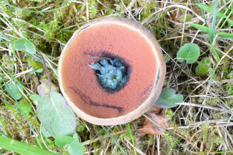 Ildrørsopp ovenfra med jevnt rødbrun, rund hatt i gress.