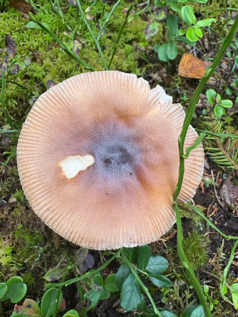 Kamfluesopp-gruppen ovenfra med gråbrun hatt, mørkt sentrum og en hvit velumrest.