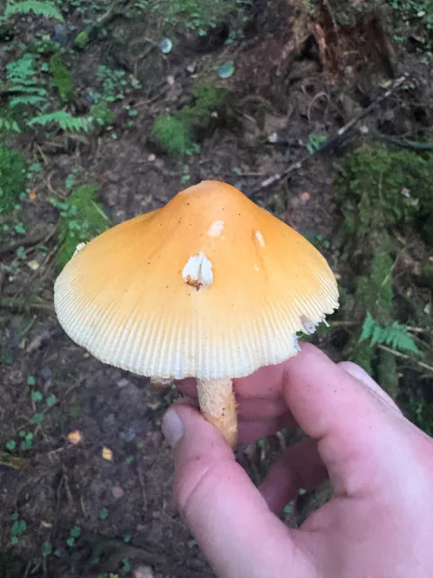 Kamfluesopp-gruppen holdt ovenfra med okerbrun klokkeformet hatt og markerte kantstriper.