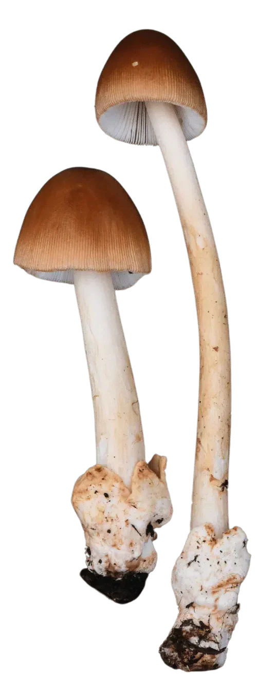 To kamfluesopper med brune, klokkeformede hatter, stripete hattkanter og lange, lyse stilker med hylster nederst.