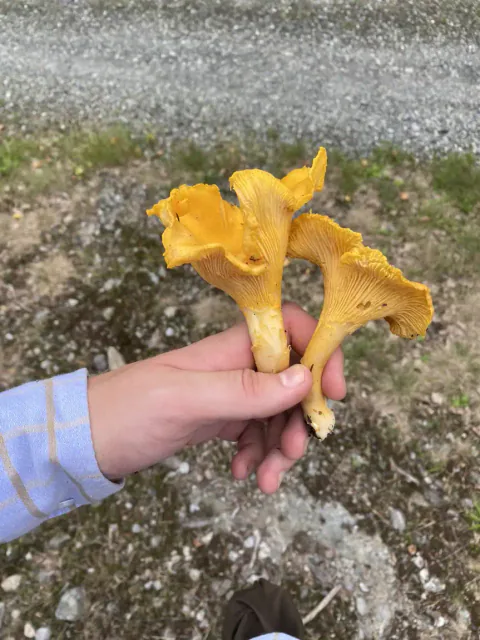 En hånd holder flere gule kantareller ved en grusvei, med ujevne hattkanter og ribber synlige på undersidene.