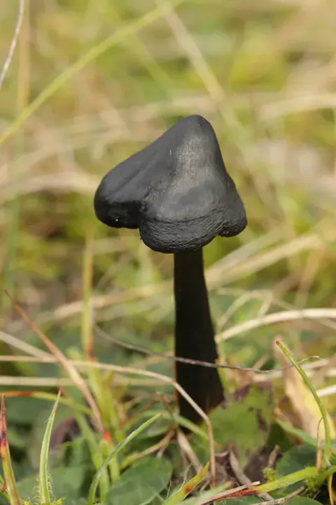 En sopp i kjeglevokssopp-gruppen står i gresset med nesten svart, kjegleformet hatt og en mørk, slank stilk.