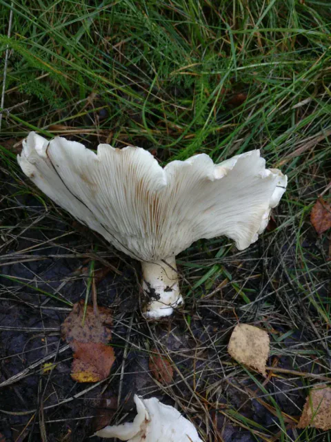 Kjempetraktmusserong ligger på skogbunnen med vifteformet, bølgete hatt og lyse skiver som løper ned mot stilken.