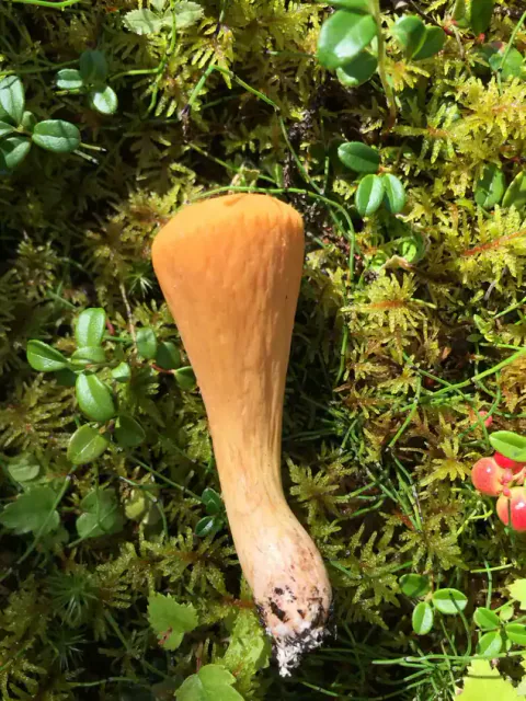 En guloransje klubbesopp ligger på grønn mose, med bred, butt topp, rynker på langs og en smalere, lys fot med jordrester.
