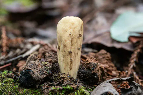 En lys gul klubbesopp står i mørk jord blant løv, med avrundet, butt topp og en smal kropp med svake furer på langs.