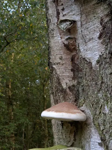 Knivkjuke vokser som en hylle på en stående bjørkestamme i skogen, med brun overside og tykk, hvit kant.