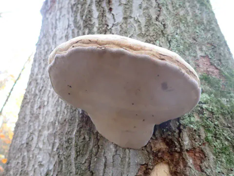 Knuskkjuke sett nedenfra på en grov trestamme, med bred, gråbeige underside og tykk, bølget kant.