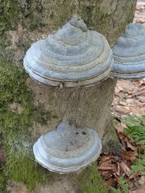 Flere knuskkjuker på en trestamme, med grå, hovformede hatter og lyse, buede soner langs ytterkantene.