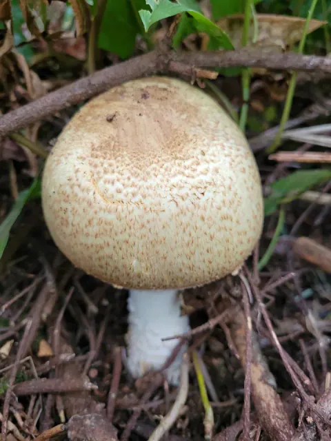 Kongesjampinjong sett skrått ovenfra blant barnåler og kvister, med rund, kremhvit hatt med brune skjell og kort, hvit stilk.