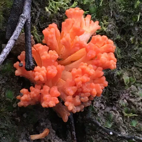 Sterkt oransje korallsopp med tykke, forgrenede armer og avrundede spisser mellom mørke kvister og mose.