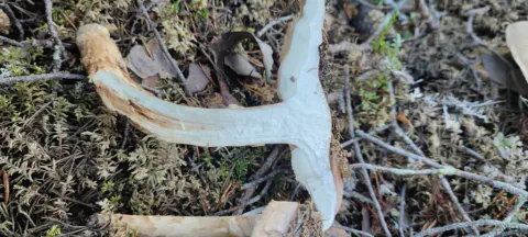 En kransmusserong skåret på langs ligger i mose og lav, med hvitt kjøtt i den buede stilken og hatten.