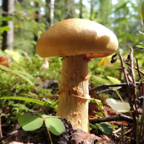 Kransslørsopp i skogbunnen med glatt okergul hatt og ringformede velumrester.